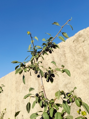 Prunus orientalis