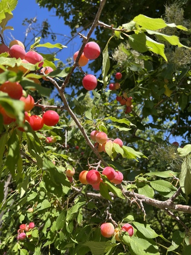Prunus orthosepala — photo