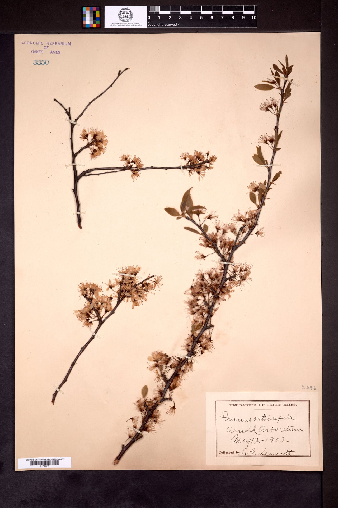 Prunus orthosepala — photo