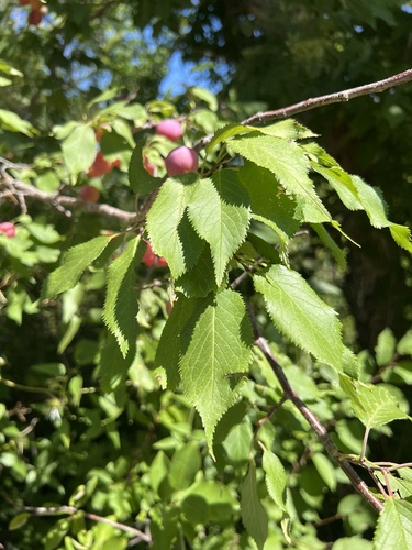 Prunus orthosepala