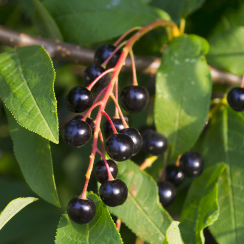 Prunus padus (Bird Cherry) — photo