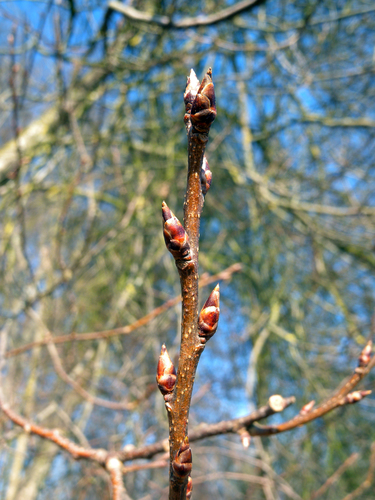 Prunus padus (Bird Cherry) — photo