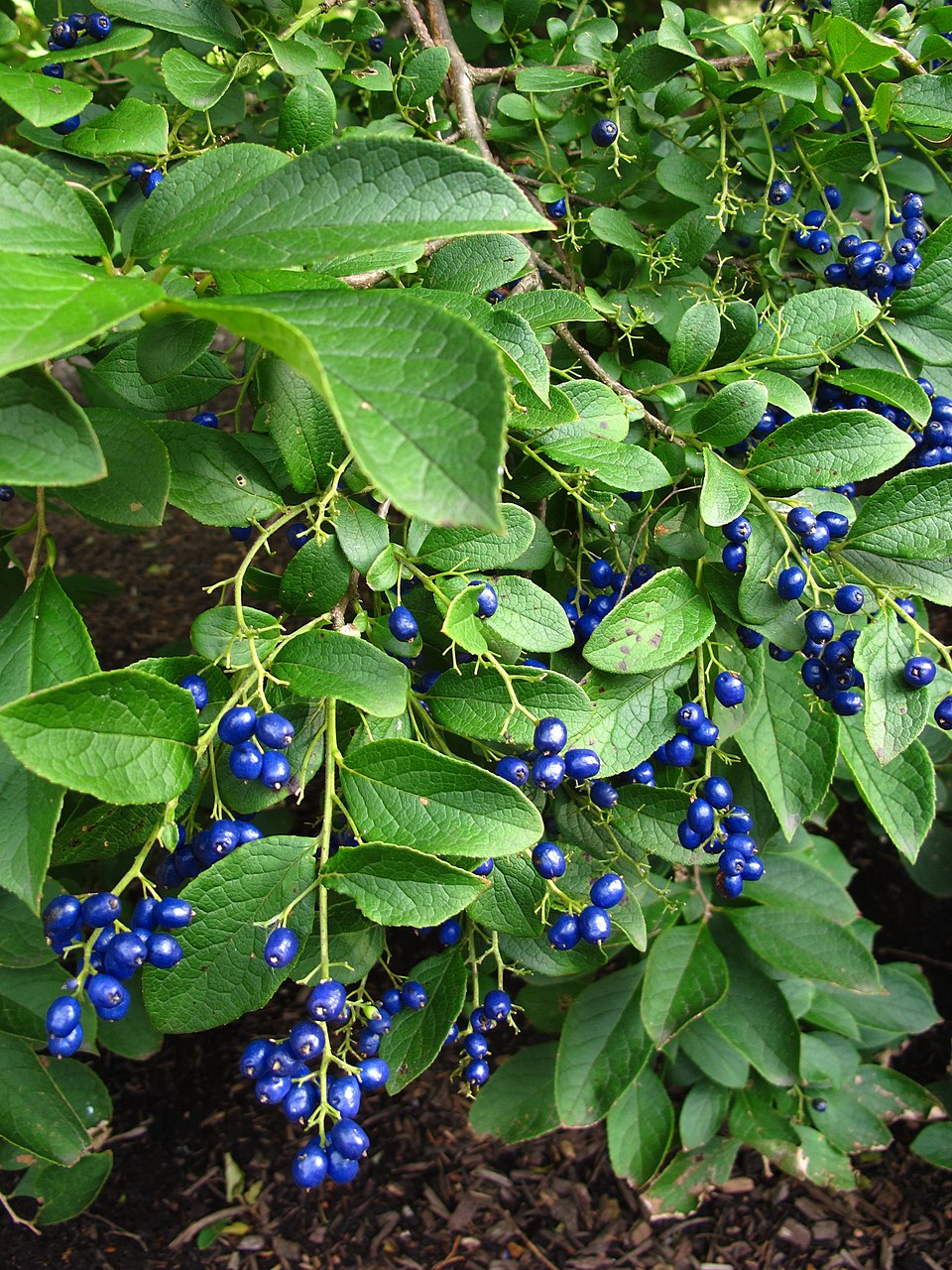 Prunus paniculata (Yung-fo) — photo