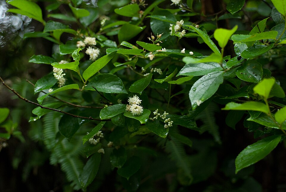 Prunus paniculata
