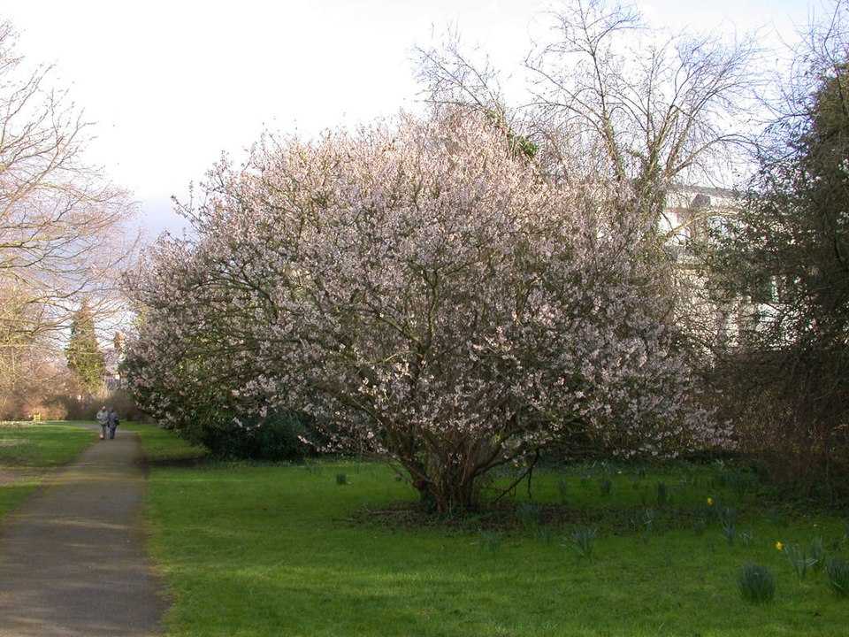 Prunus pauciflora