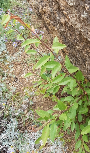 Prunus pedunculata — photo