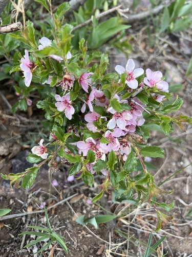 Prunus pedunculata — photo