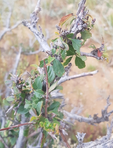 Prunus pedunculata