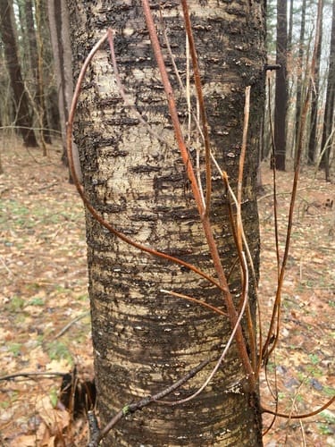 Prunus pensylvanica (Pin cherry) — photo