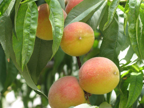 Prunus persica var. nectarina (Nectarine) — photo