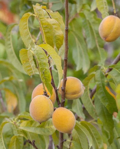 Prunus persica var. nucipersica (Nectarine) — photo