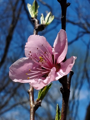 Prunus persica var. nucipersica