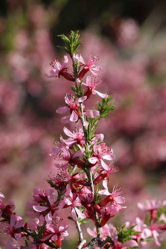 Prunus petunnikowii (Petunnikov almond) — photo