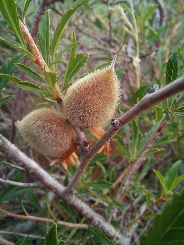 Prunus petunnikowii (Petunnikov almond) — photo