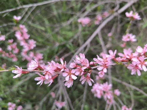Prunus petunnikowii