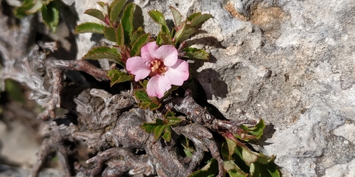 Prunus prostrata