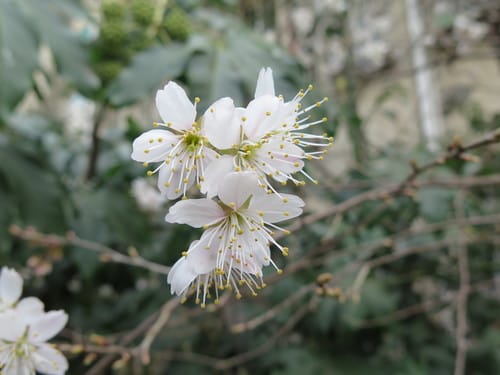 Prunus pseudocerasus (Bastard cherry) — photo