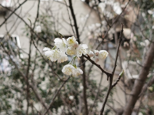 Prunus pseudocerasus