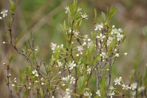 Prunus pumila (Sand cherry) — photo