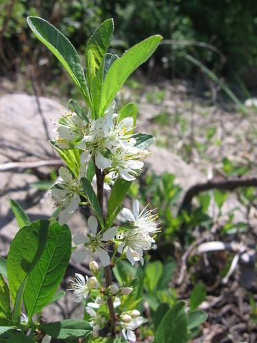 Prunus pumila subsp. susquehanae (Dwarf American cherry) — photo