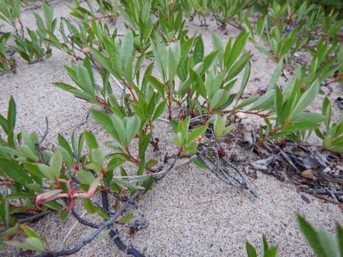 Prunus pumila subsp. susquehanae