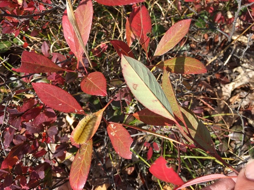 Prunus pumila var. depressa (Sand cherry) — photo