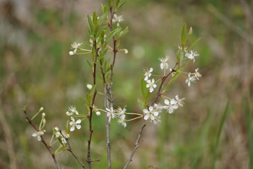 Prunus pumila
