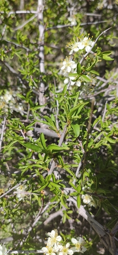 Prunus ramburii (Sloe of Sierra Nevada) — photo