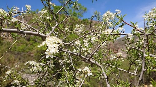Prunus ramburii (Sloe of Sierra Nevada) — photo