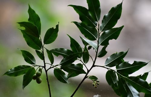 Prunus rhamnoides — photo