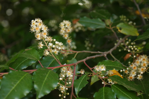 Prunus rhamnoides