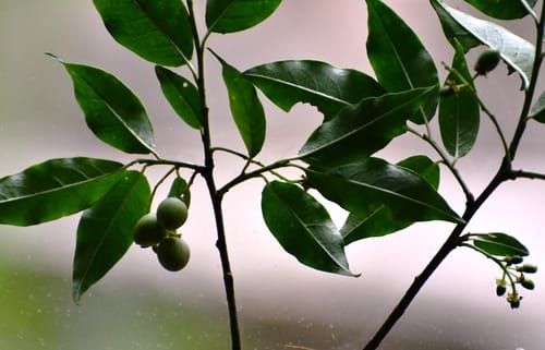 Prunus rhamnoides — photo