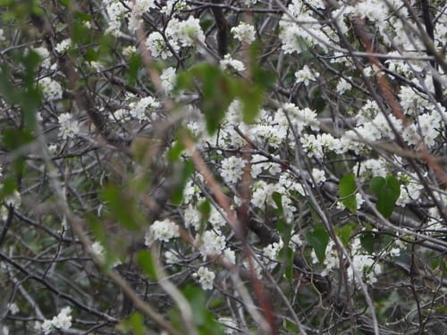 Prunus rivularis (Creek plum) — photo