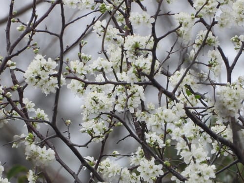 Prunus rivularis (Creek plum) — photo