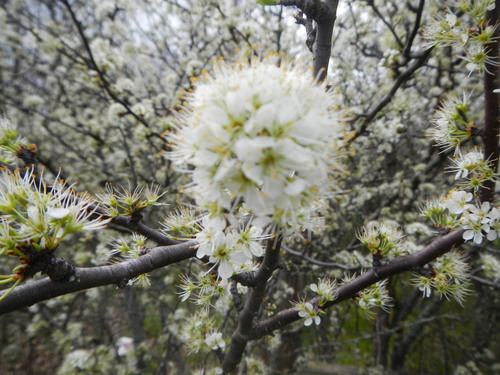 Prunus rivularis