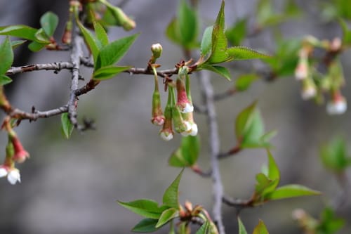 Prunus rufa (Himalayan cherry) — photo