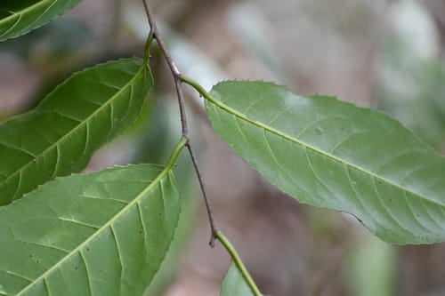 Prunus salasii — photo