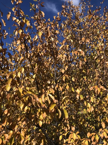 Prunus salicifolia (Capulin) — photo