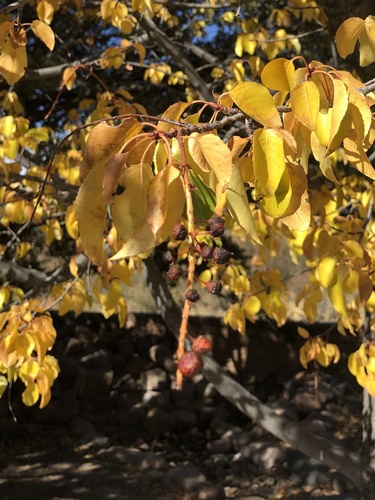 Prunus salicifolia (Capulin) — photo