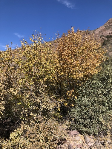 Prunus salicifolia