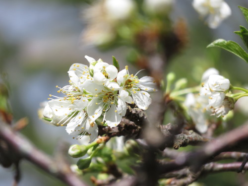 Prunus salicina (Japanese plum) — photo