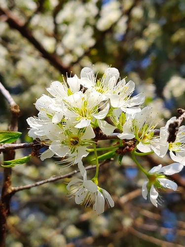 Prunus salicina (Japanese plum) — photo