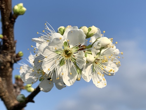 Prunus salicina