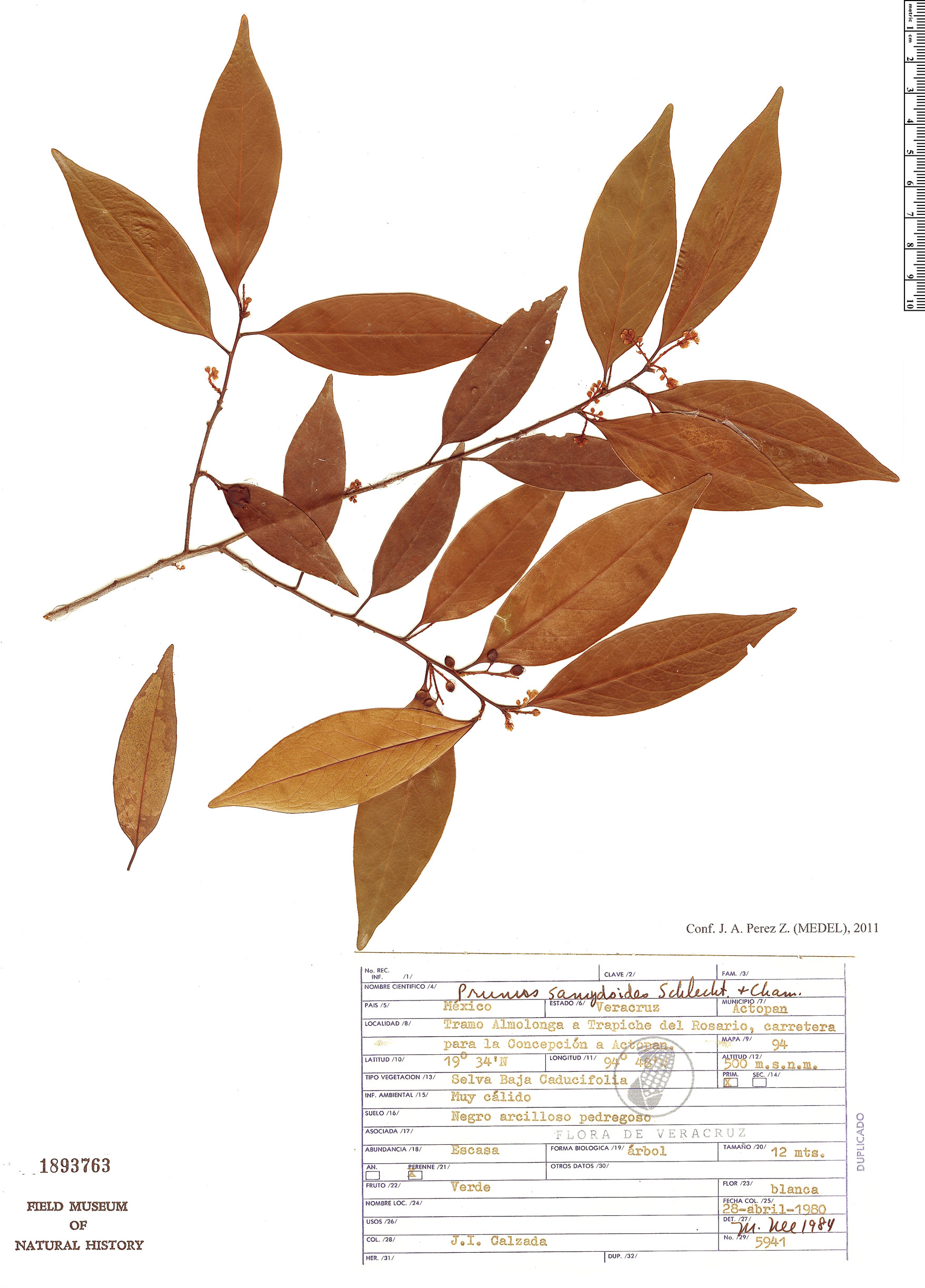 Prunus samydoides — photo