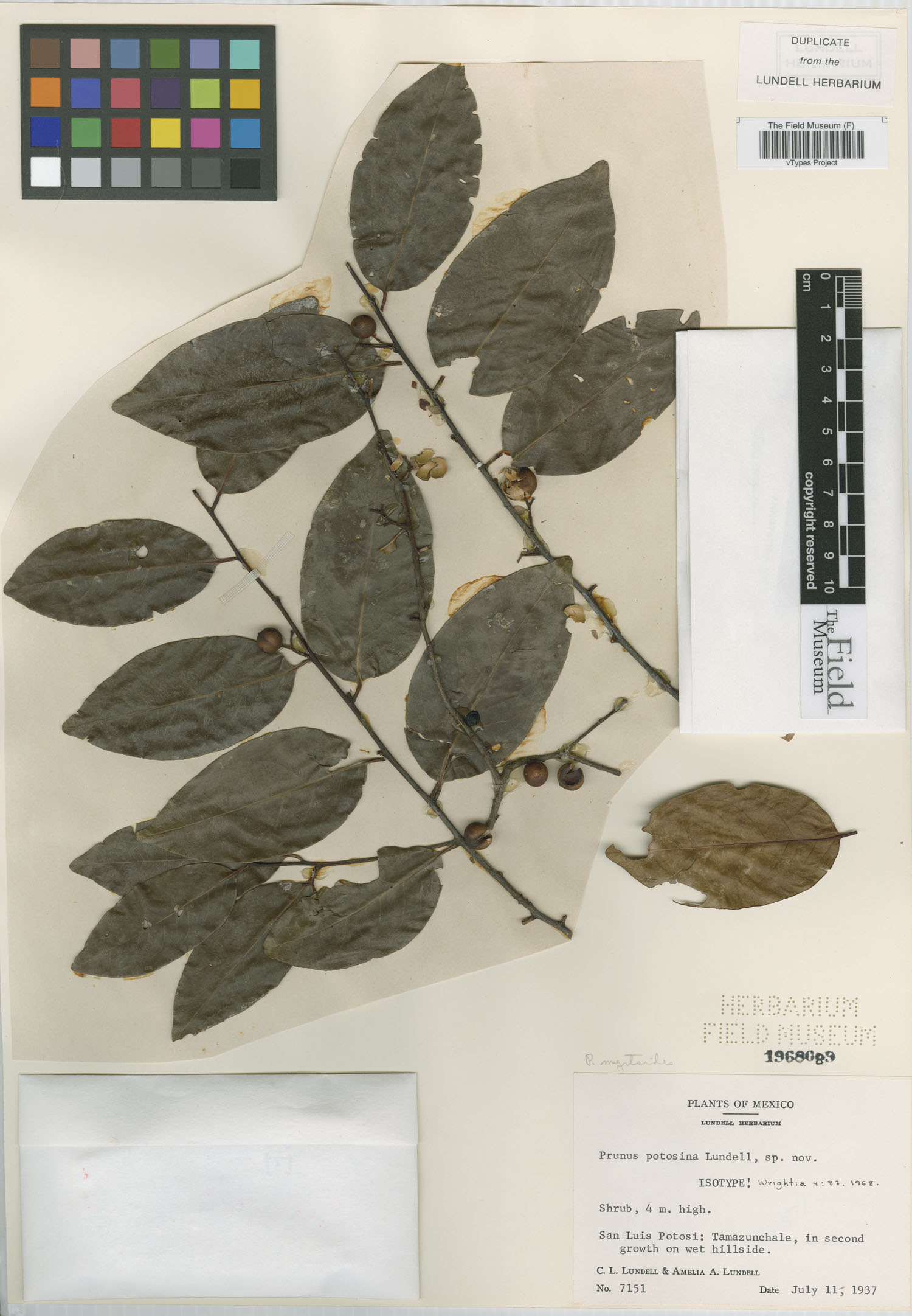 Prunus samydoides — photo
