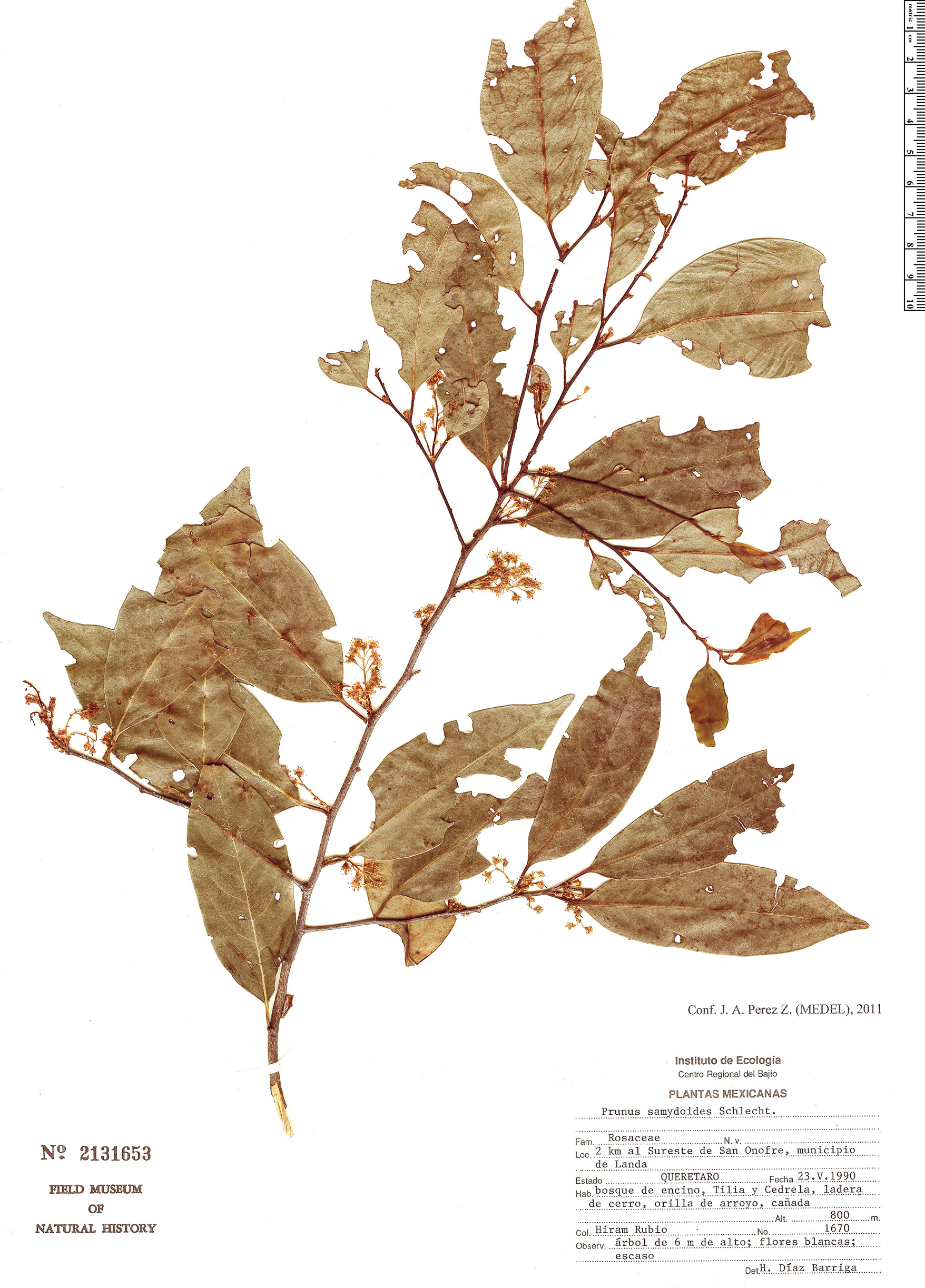 Prunus samydoides