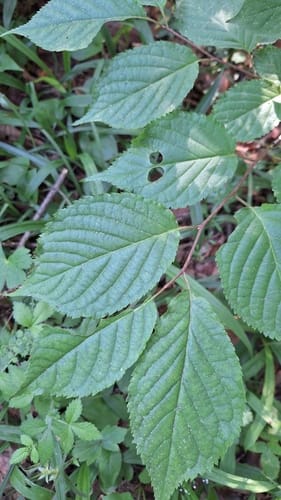 Prunus sargentii (Sargent Cherry) — photo
