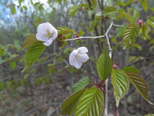 Prunus sargentii