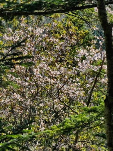 Prunus sargentii (Sargent Cherry) — photo