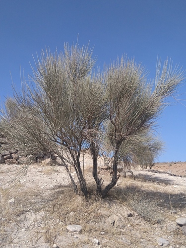 Prunus scoparia — photo